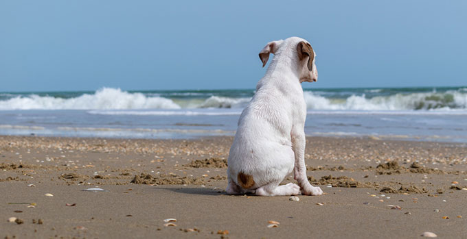perro-blanco-solo